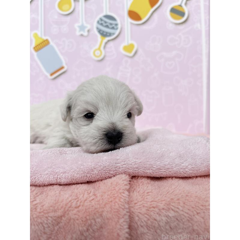 販売中の東京都のミックス犬-433497の4枚目