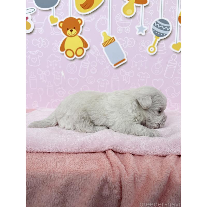 販売中の東京都のミックス犬-433497の3枚目