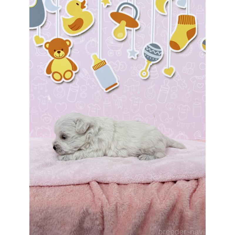 販売中の東京都のミックス犬-433497の2枚目