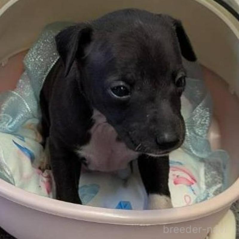 販売中の大分県のイタリアングレーハウンド(イタグレ)-433489