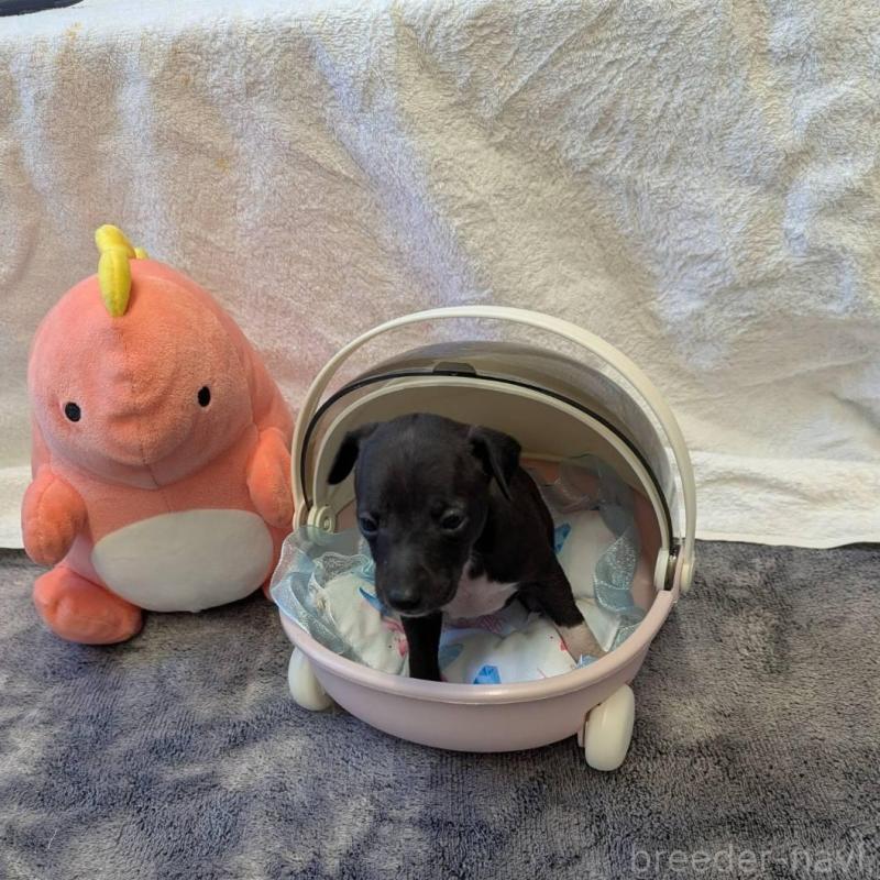 販売中の大分県のイタリアングレーハウンド(イタグレ)-433489の4枚目