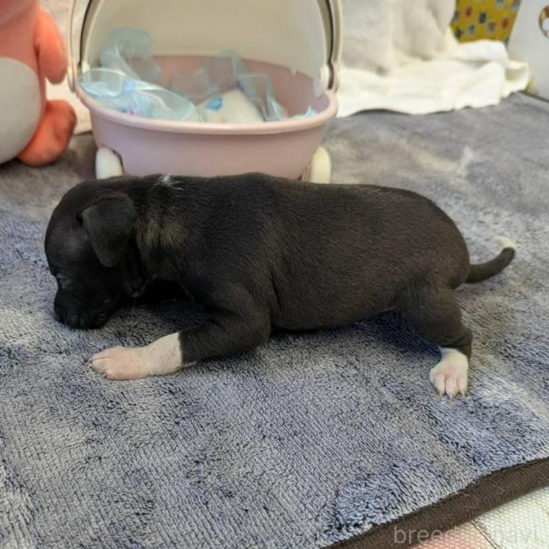 販売中の大分県のイタリアングレーハウンド(イタグレ)-433489の3枚目