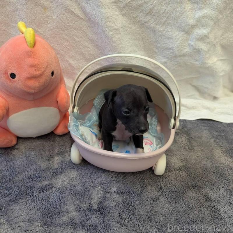 販売中の大分県のイタリアングレーハウンド(イタグレ)-433489の2枚目