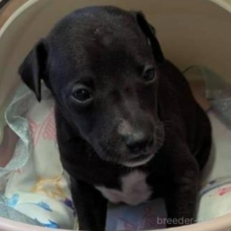 販売中の大分県のイタリアングレーハウンド(イタグレ)-433490の1枚目