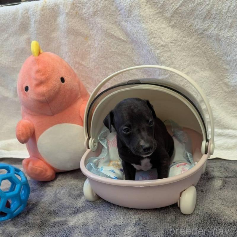 販売中の大分県のイタリアングレーハウンド(イタグレ)-433490の4枚目