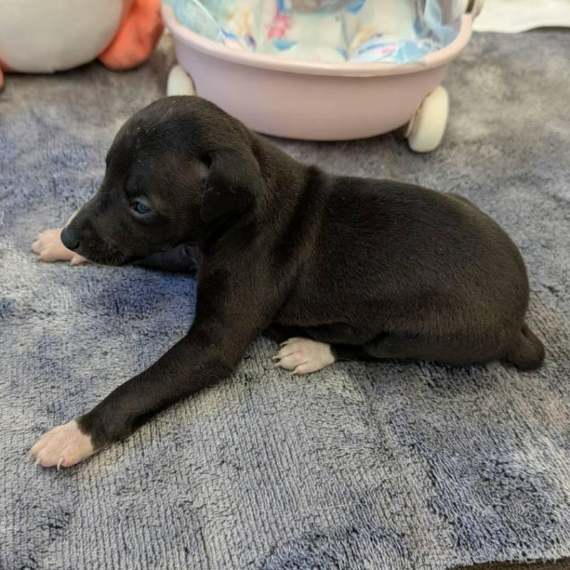 販売中の大分県のイタリアングレーハウンド(イタグレ)-433490の2枚目