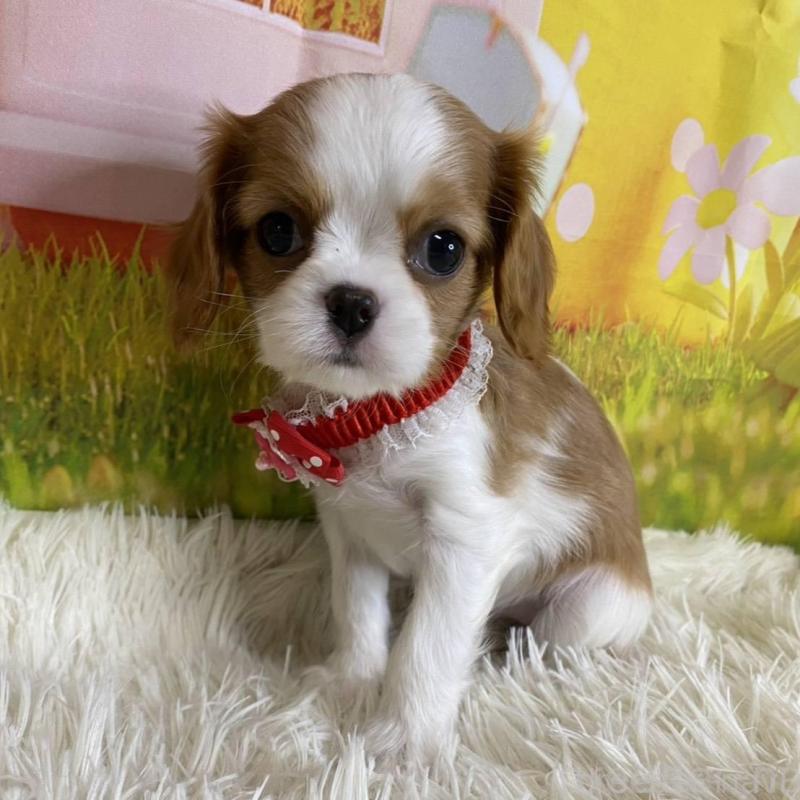 販売中の神奈川県のキャバリアキングチャールズスパニエル-427949