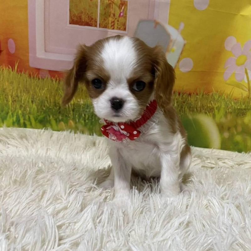 成約済の神奈川県のキャバリアキングチャールズスパニエル-427949の10枚目