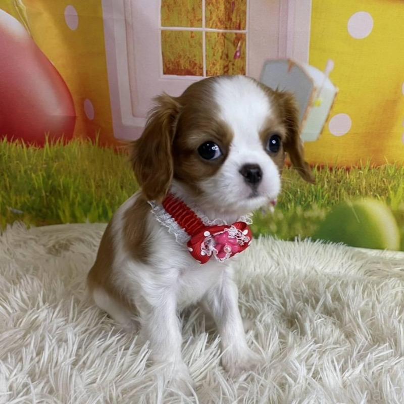 成約済の神奈川県のキャバリアキングチャールズスパニエル-427949の9枚目