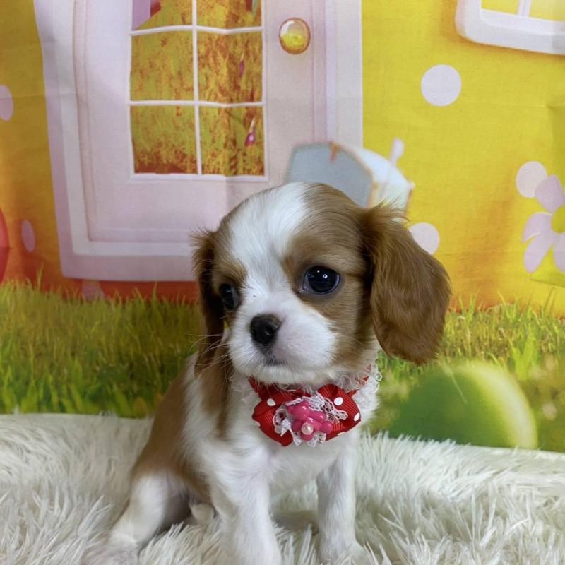 成約済の神奈川県のキャバリアキングチャールズスパニエル-427949の8枚目