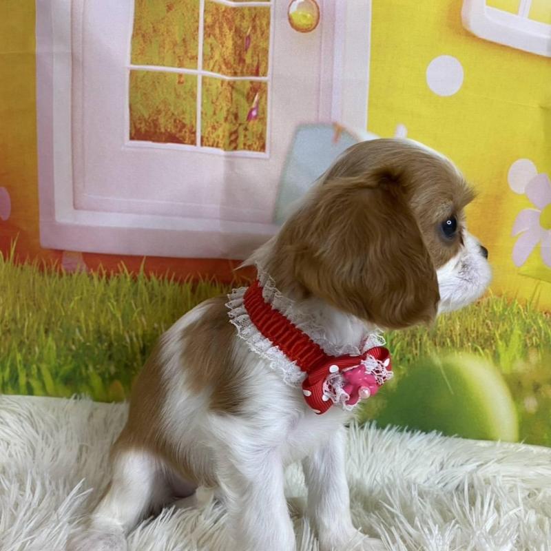 成約済の神奈川県のキャバリアキングチャールズスパニエル-427949の7枚目