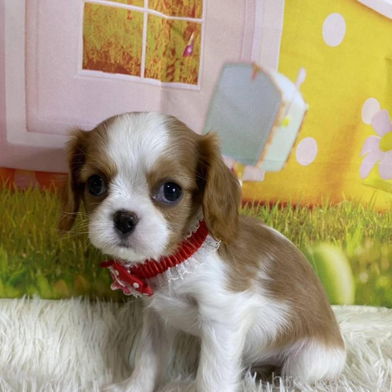 成約済の神奈川県のキャバリアキングチャールズスパニエル-427949の6枚目