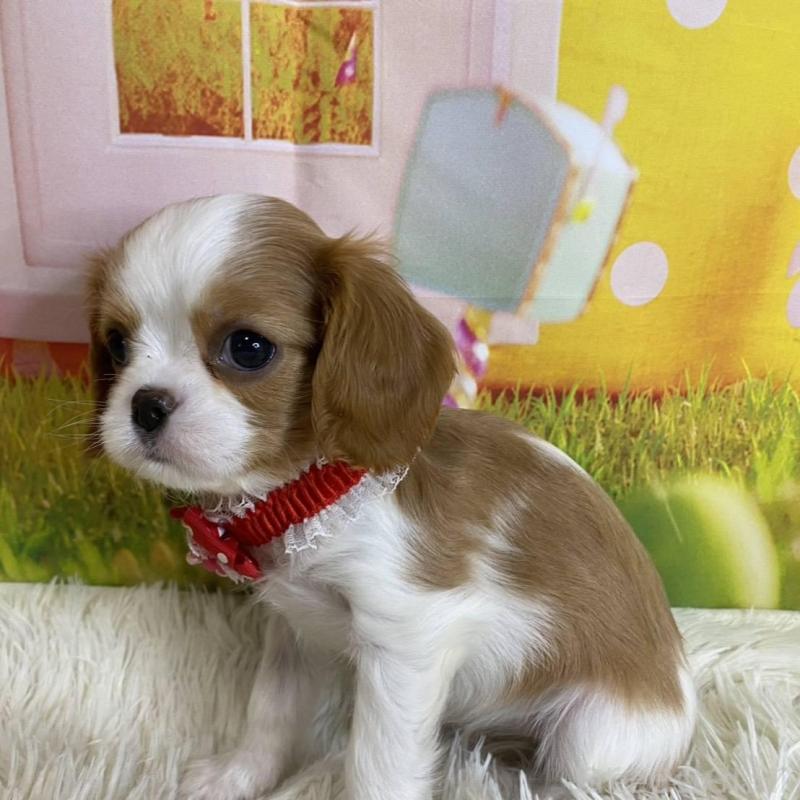 成約済の神奈川県のキャバリアキングチャールズスパニエル-427949の5枚目