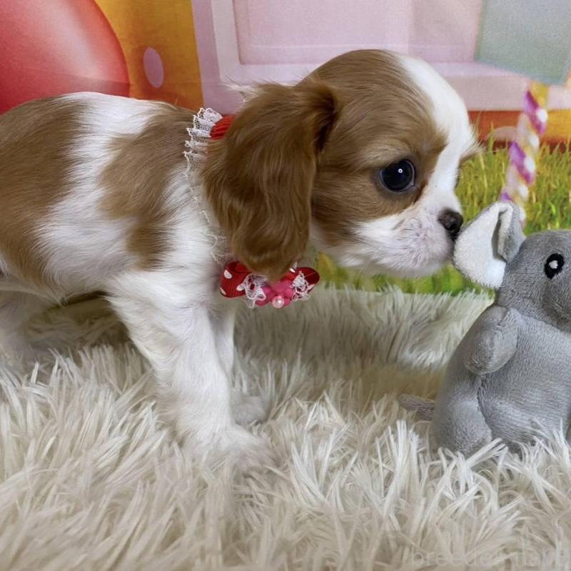 成約済の神奈川県のキャバリアキングチャールズスパニエル-427949の4枚目