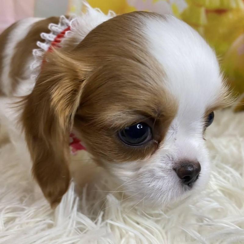 成約済の神奈川県のキャバリアキングチャールズスパニエル-427949の3枚目