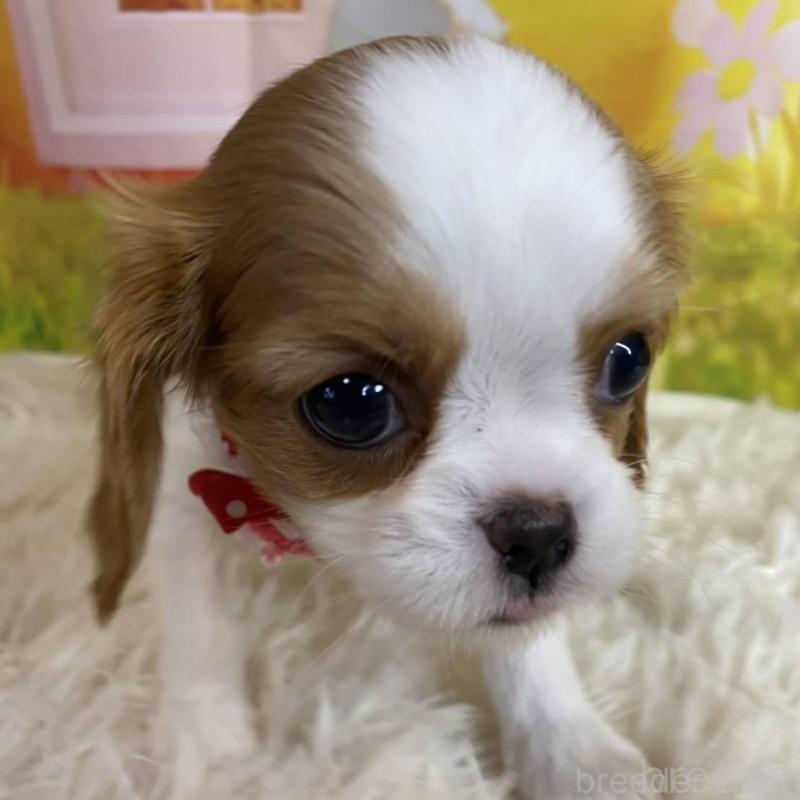 成約済の神奈川県のキャバリアキングチャールズスパニエル-427949の2枚目