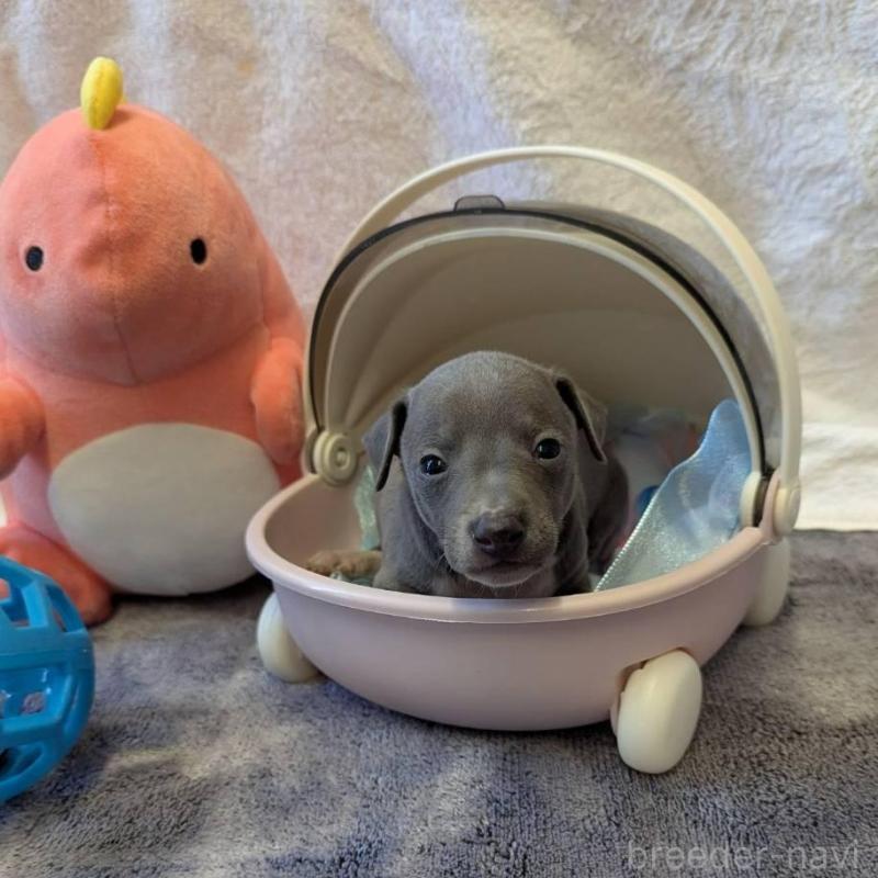 販売中の大分県のイタリアングレーハウンド(イタグレ)-433491の5枚目