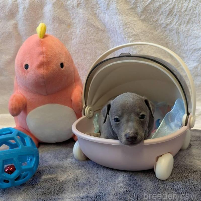 販売中の大分県のイタリアングレーハウンド(イタグレ)-433491の4枚目