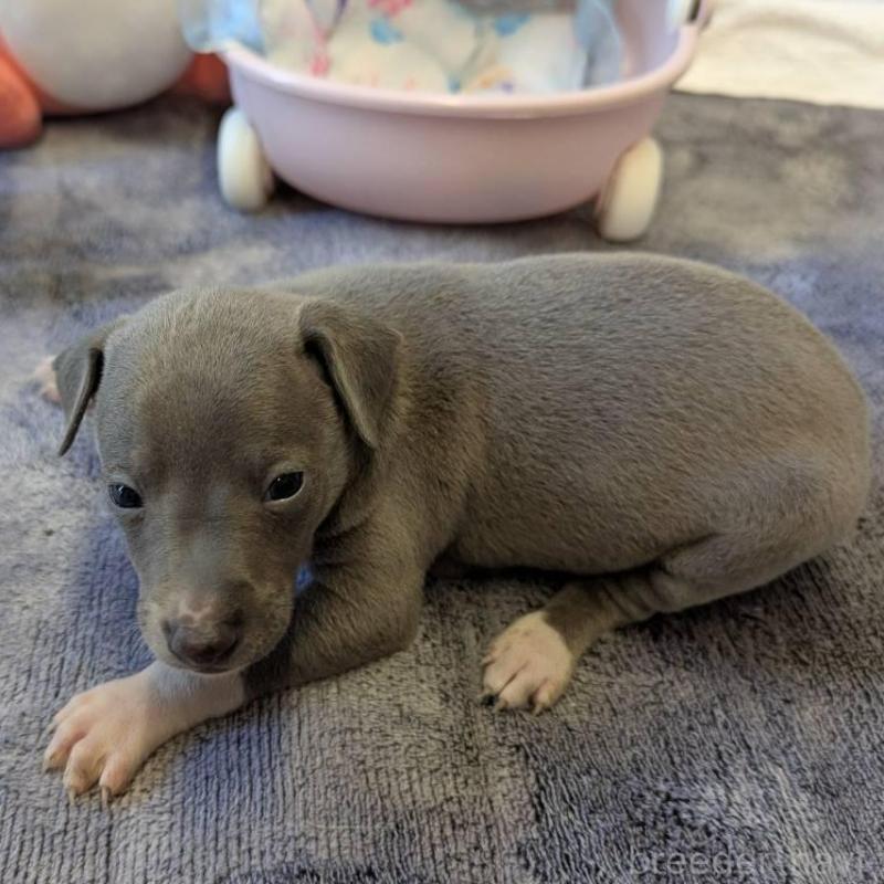 販売中の大分県のイタリアングレーハウンド(イタグレ)-433491の3枚目