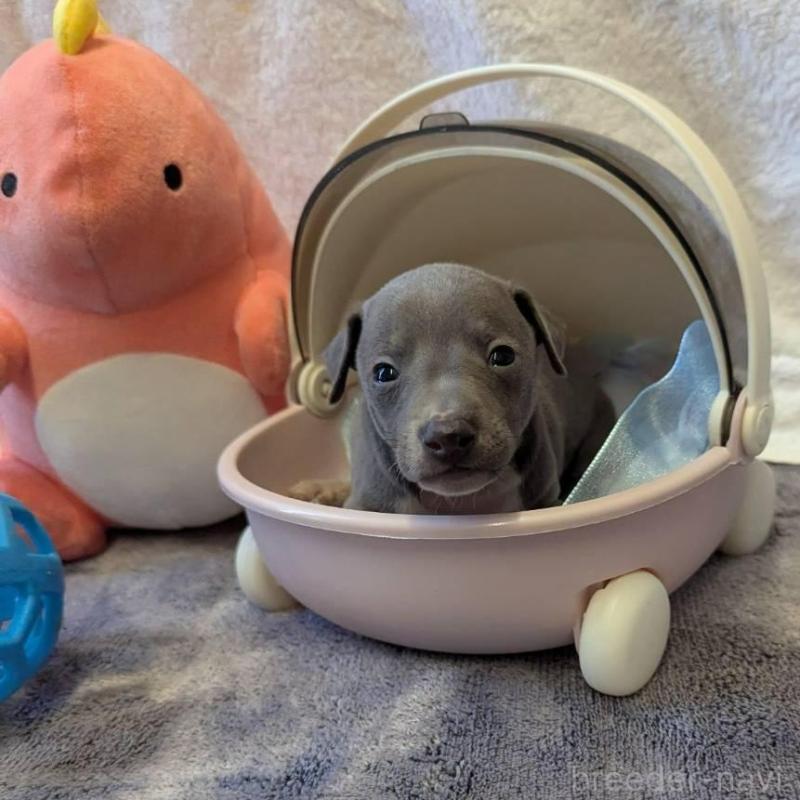 販売中の大分県のイタリアングレーハウンド(イタグレ)-433491の2枚目