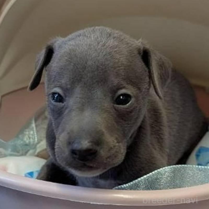 販売中の大分県のイタリアングレーハウンド(イタグレ)-433492