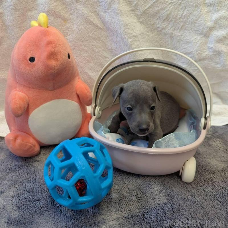 販売中の大分県のイタリアングレーハウンド(イタグレ)-433492の4枚目