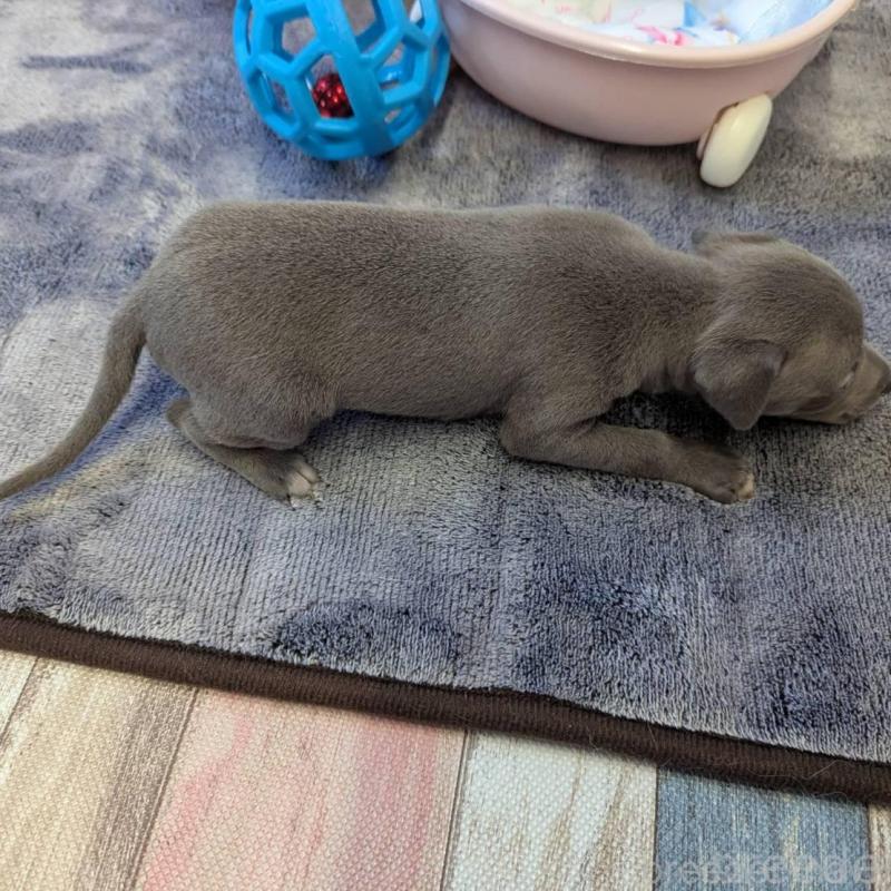 販売中の大分県のイタリアングレーハウンド(イタグレ)-433492の3枚目