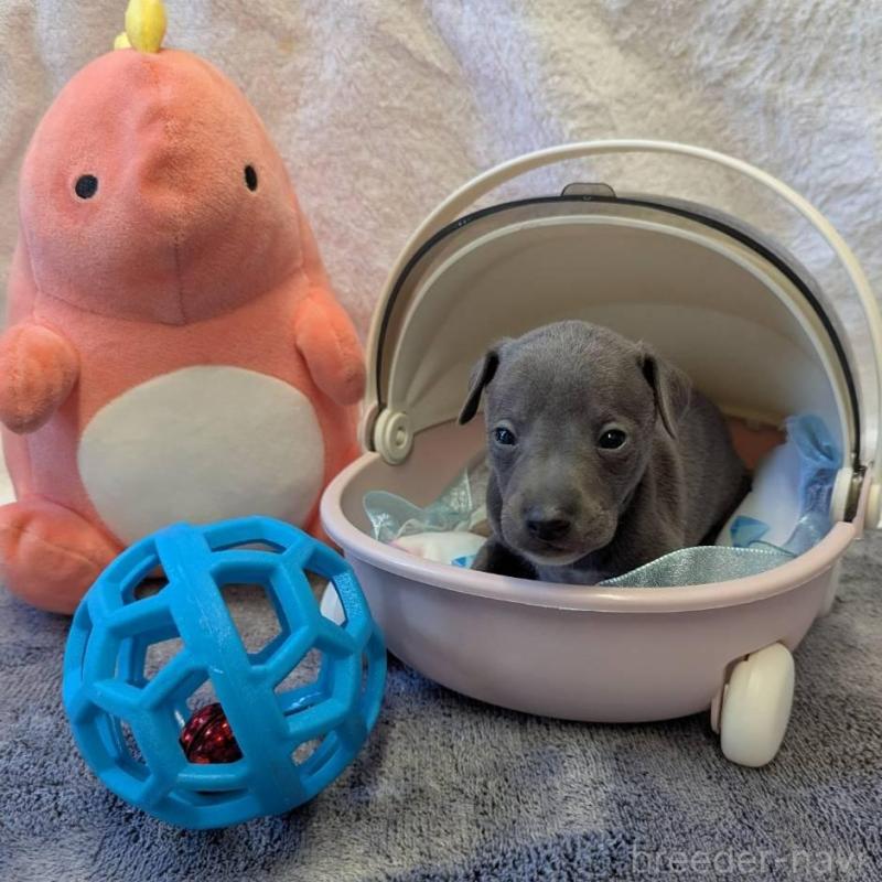 販売中の大分県のイタリアングレーハウンド(イタグレ)-433492の2枚目