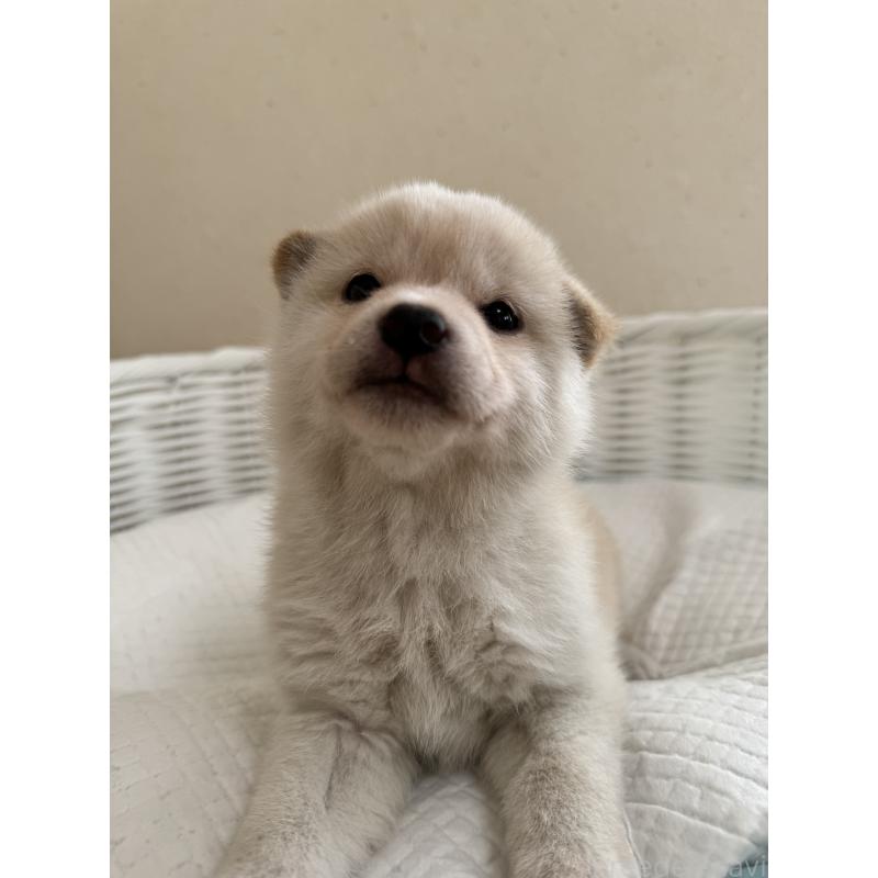 販売中の兵庫県の豆柴-433493