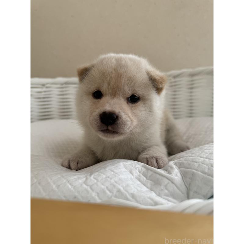 販売中の兵庫県の豆柴-433493の8枚目