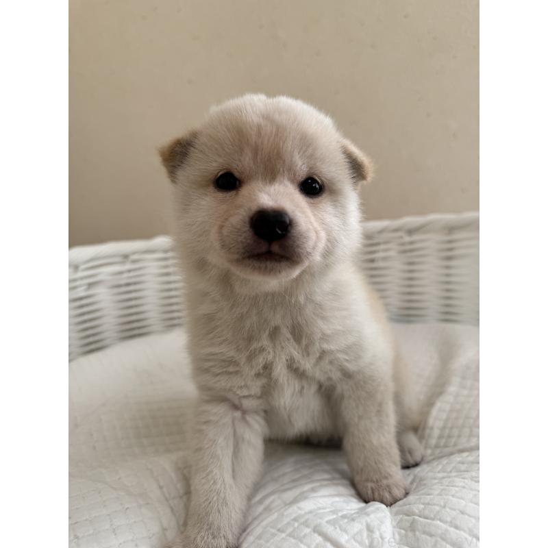 販売中の兵庫県の豆柴-433493の6枚目