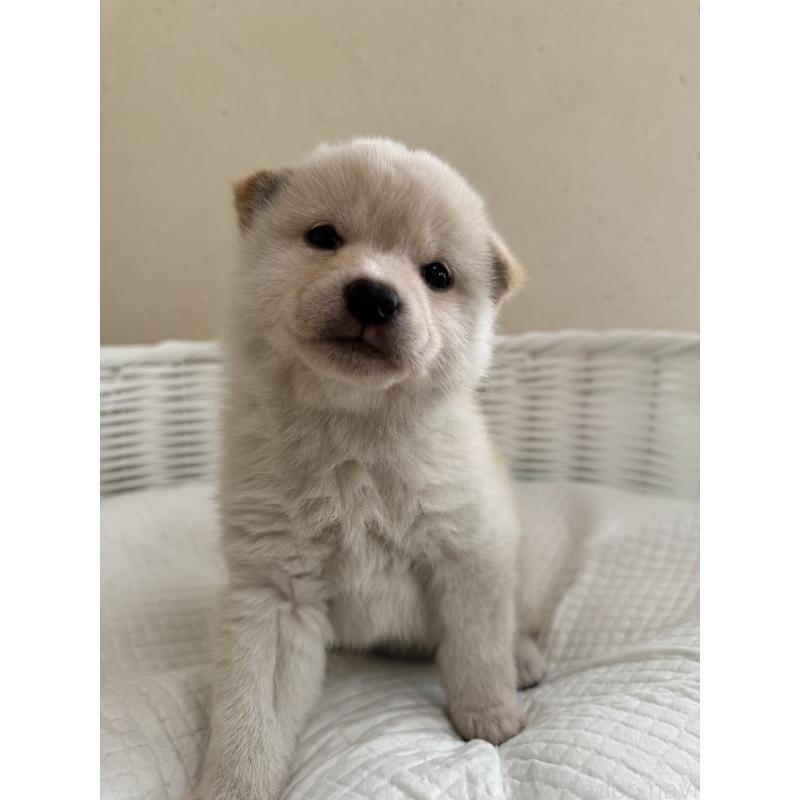 販売中の兵庫県の豆柴-433493の5枚目