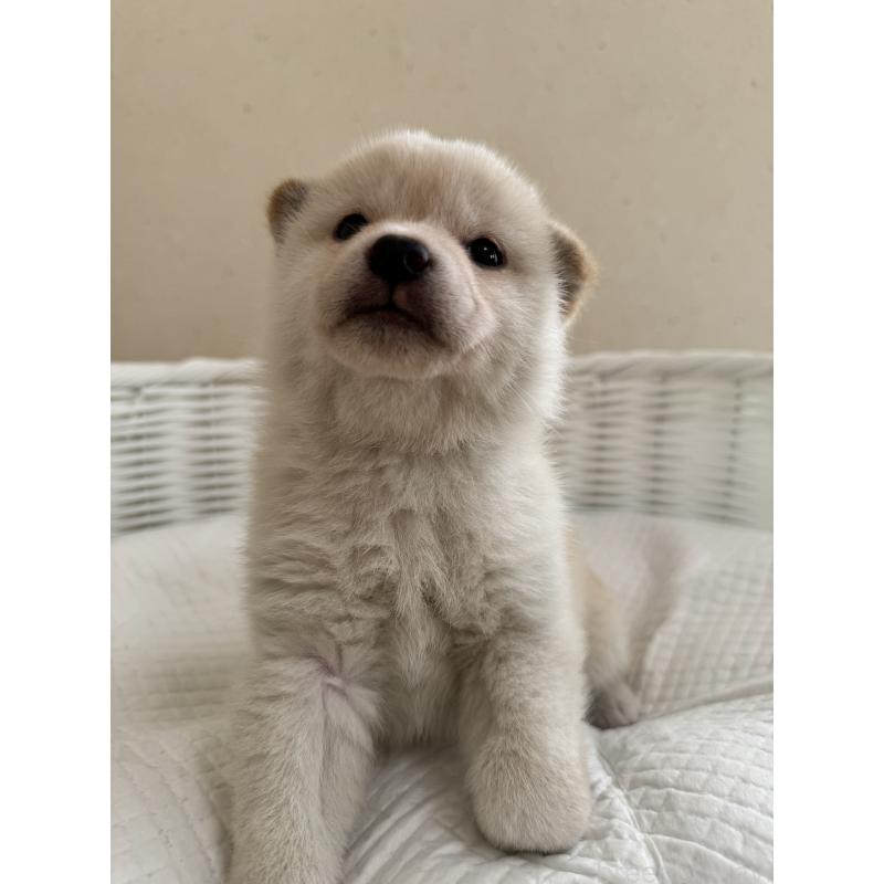 販売中の兵庫県の豆柴-433493の4枚目