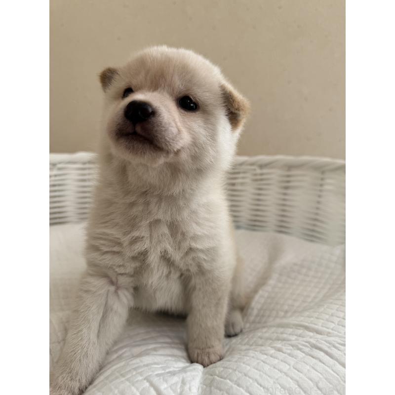 販売中の兵庫県の豆柴-433493の3枚目