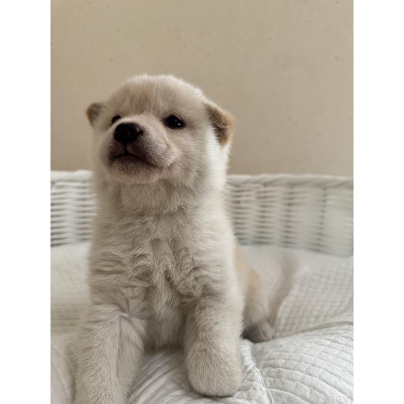 販売中の兵庫県の豆柴-433493の2枚目