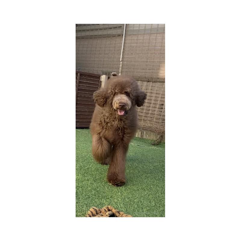 販売中の茨城県のスタンダードプードル-394841の1枚目