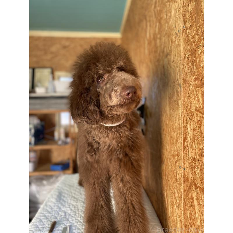 販売中の茨城県のスタンダードプードル-394841の4枚目