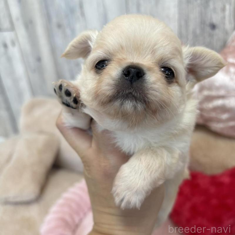 販売中の兵庫県のチワワ(ロングコート)-433496の4枚目