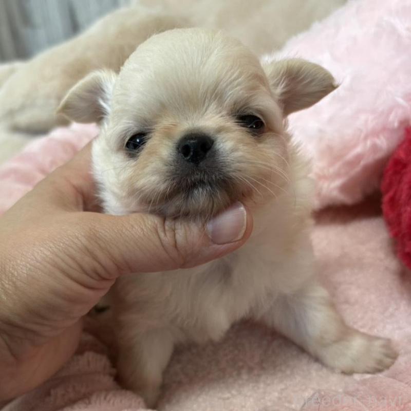 販売中の兵庫県のチワワ(ロングコート)-433496の3枚目