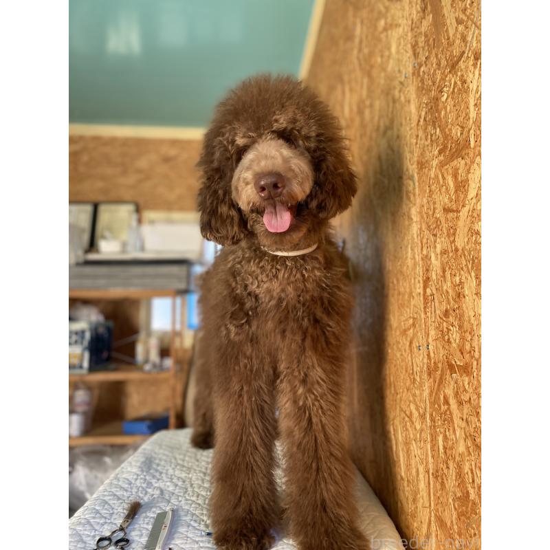 販売中の茨城県のスタンダードプードル-394841