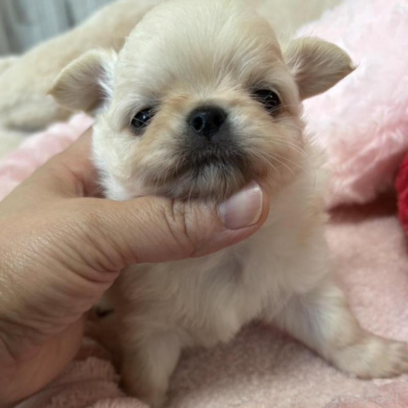 販売中の兵庫県のチワワ(ロングコート)-433496の2枚目