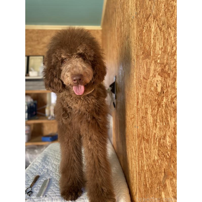 販売中の茨城県のスタンダードプードル-394841の2枚目