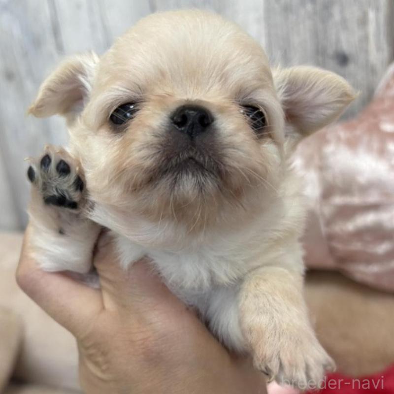 販売中の兵庫県のチワワ(ロングコート)-433496