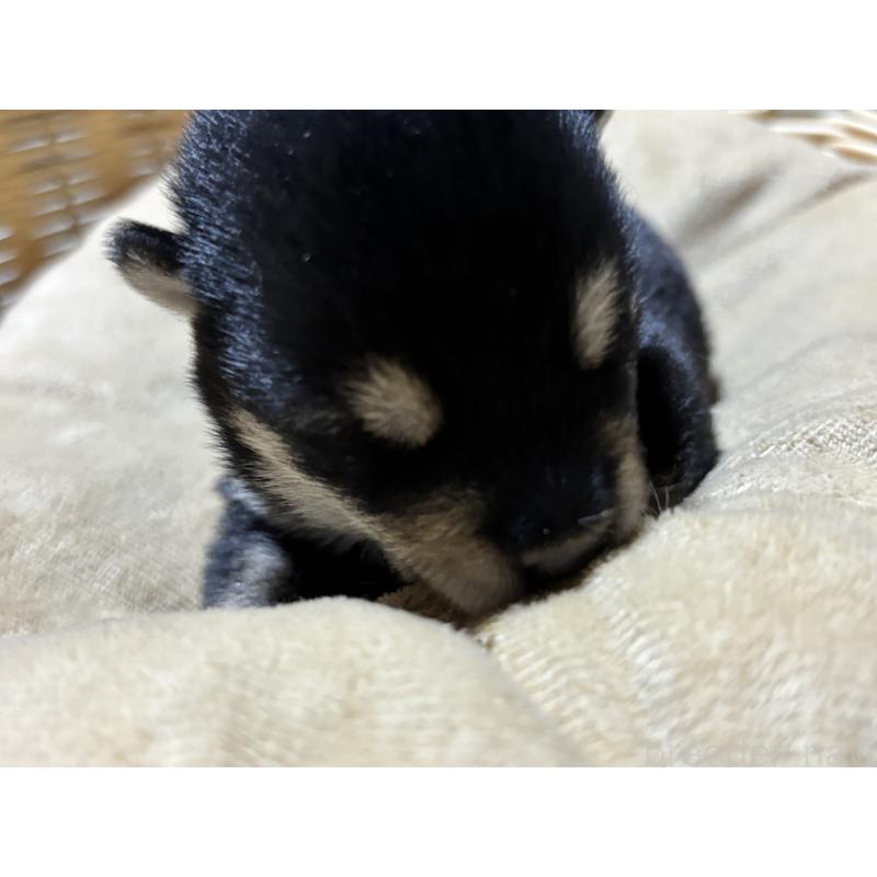 販売中の千葉県の柴犬-435479の7枚目