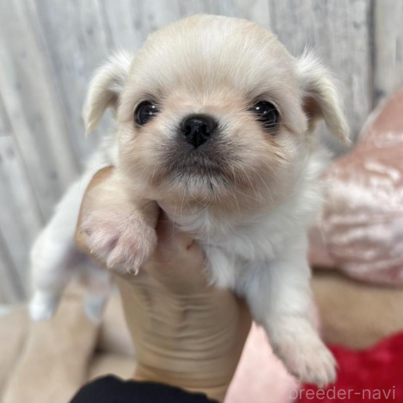 販売中の兵庫県のチワワ(ロングコート)-433498の6枚目