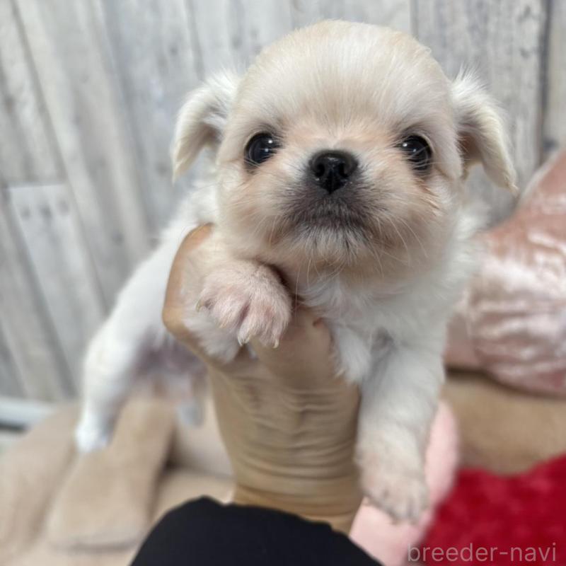 販売中の兵庫県のチワワ(ロングコート)-433498の5枚目