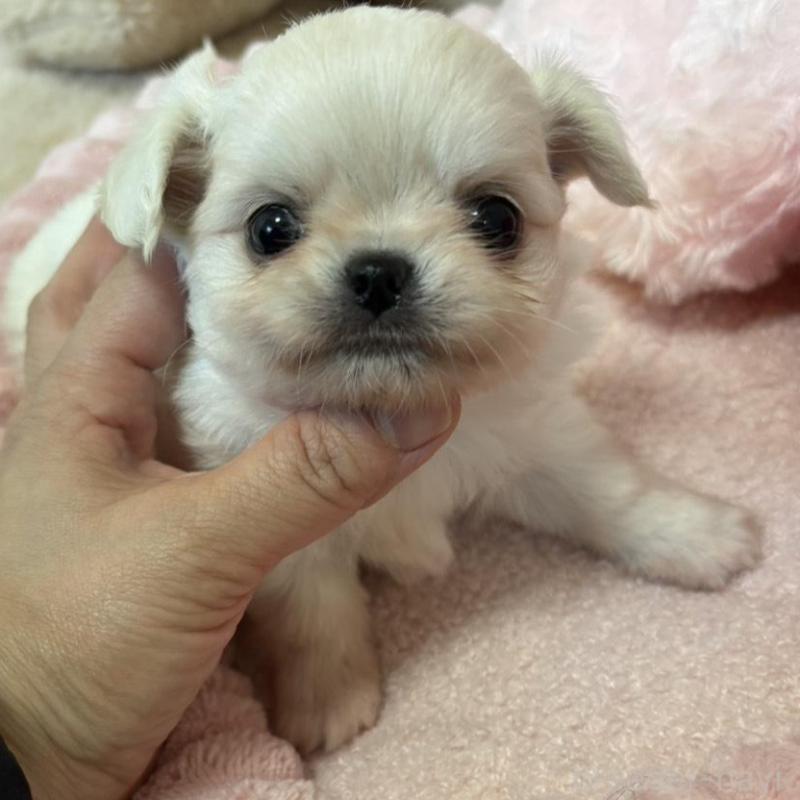 販売中の兵庫県のチワワ(ロングコート)-433498の4枚目