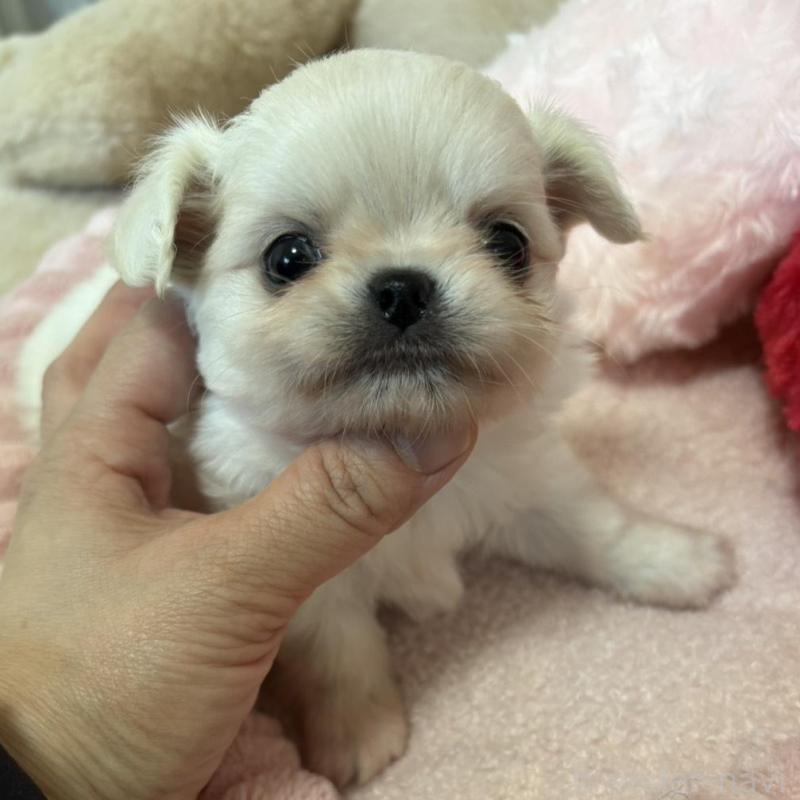 販売中の兵庫県のチワワ(ロングコート)-433498の3枚目