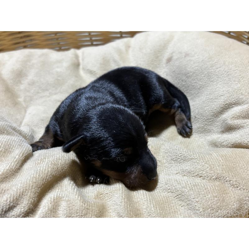 販売中の千葉県のトイマンチェスターテリア-435922の3枚目