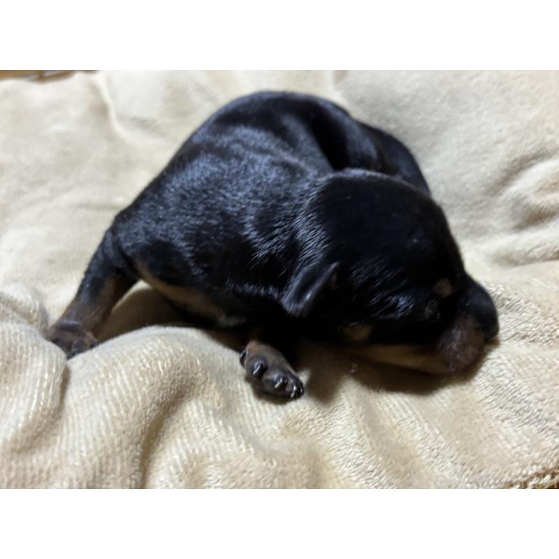 販売中の千葉県のトイマンチェスターテリア-435922の2枚目